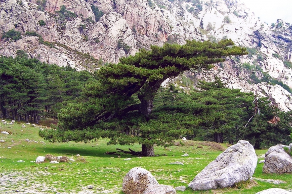 Francija. Korsika. Bavellas kalnu pāreja (Col de Bavella 1218 m. v.j.l).