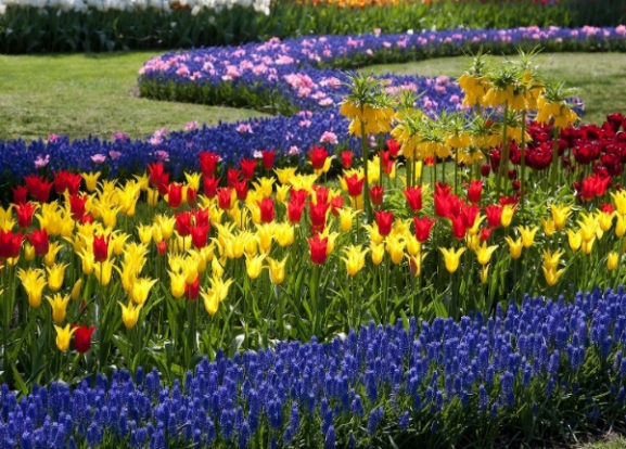 Keukenhofas parks Holandē