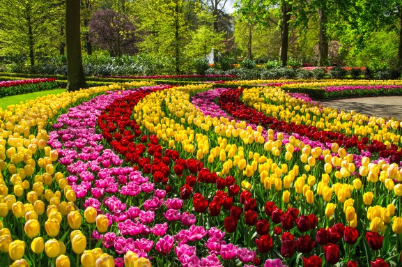 Keukenhofas parks Holandē